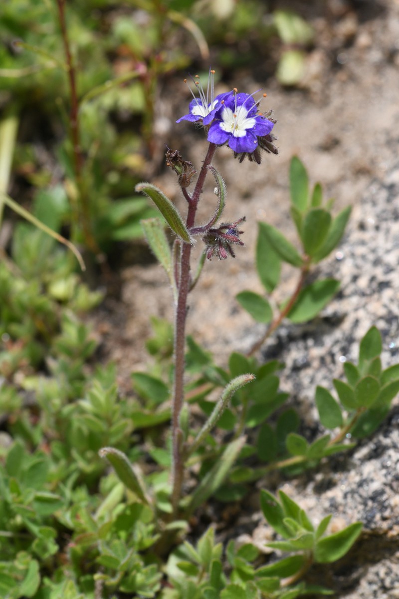 Mountain Phacelia photo 2