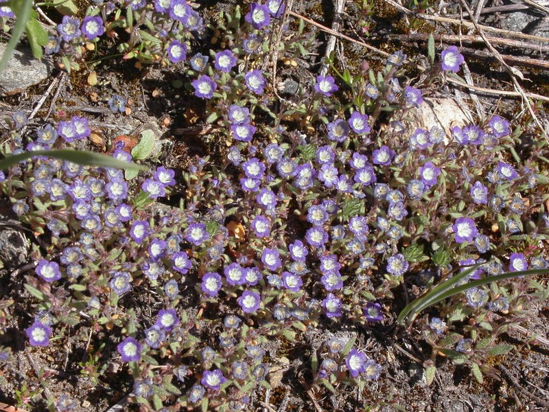 Mountain Phacelia photo 3