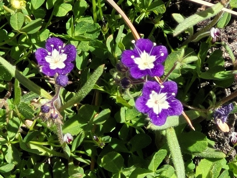 Mountain Phacelia photo 4