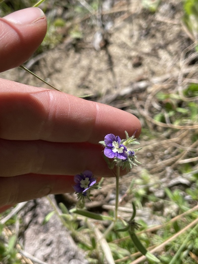 Mountain Phacelia photo 5