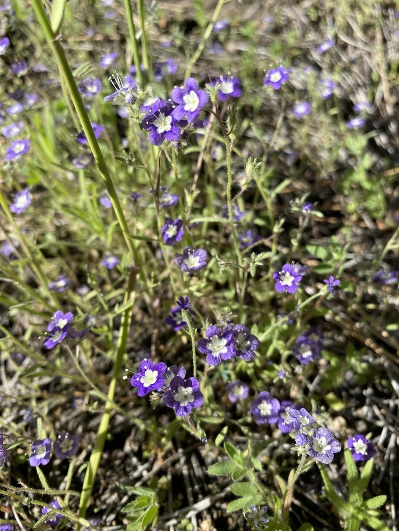 Mountain Phacelia photo 6