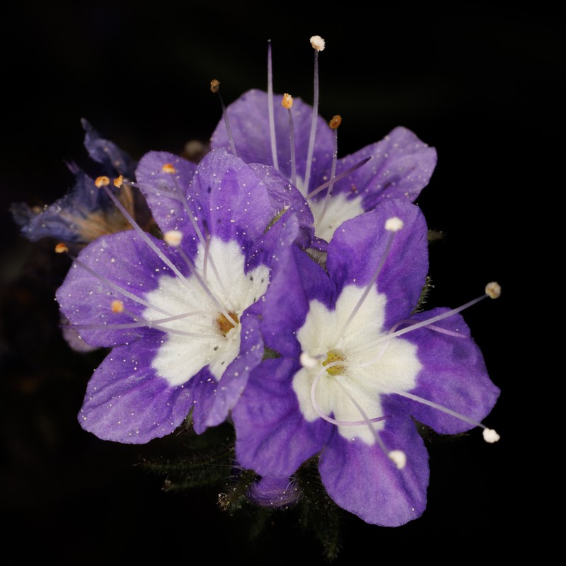 Mountain Phacelia photo 7