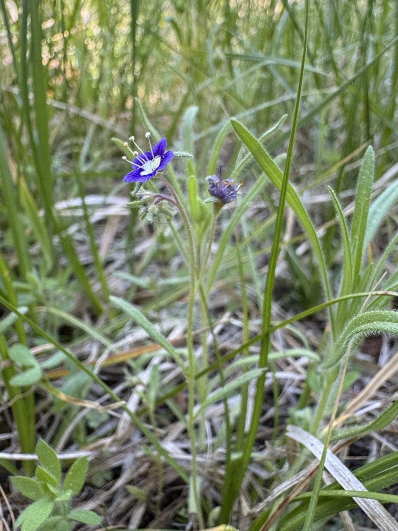 Mountain Phacelia photo 8