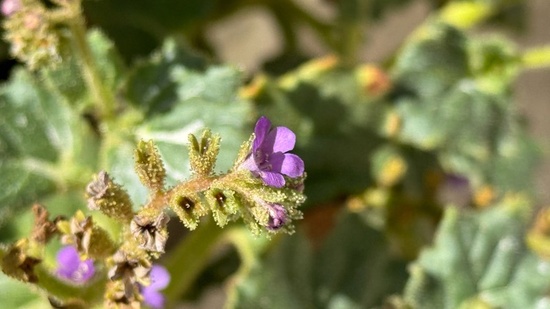 Blacktack Phacelia photo 2