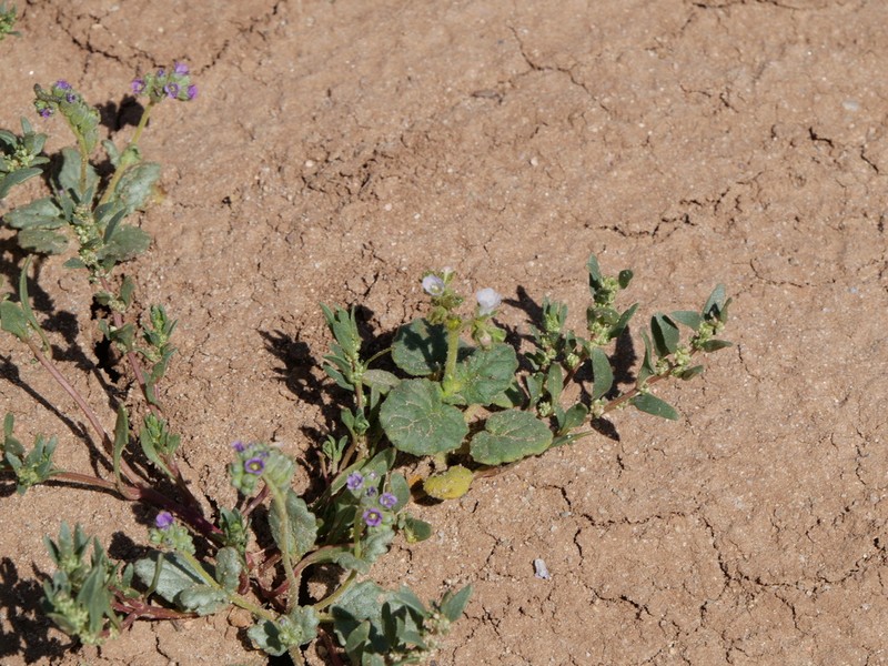 Blacktack Phacelia photo 3