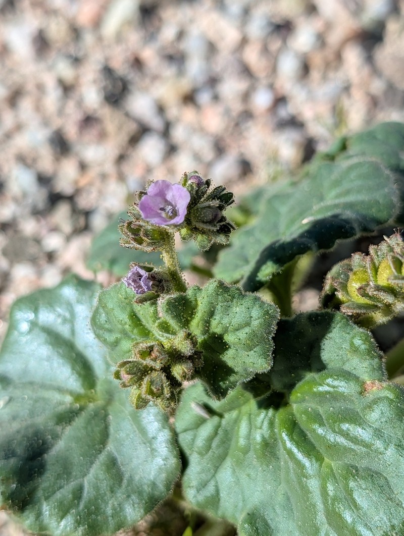 Blacktack Phacelia photo 4