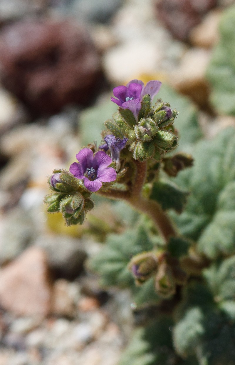 Blacktack Phacelia photo 5