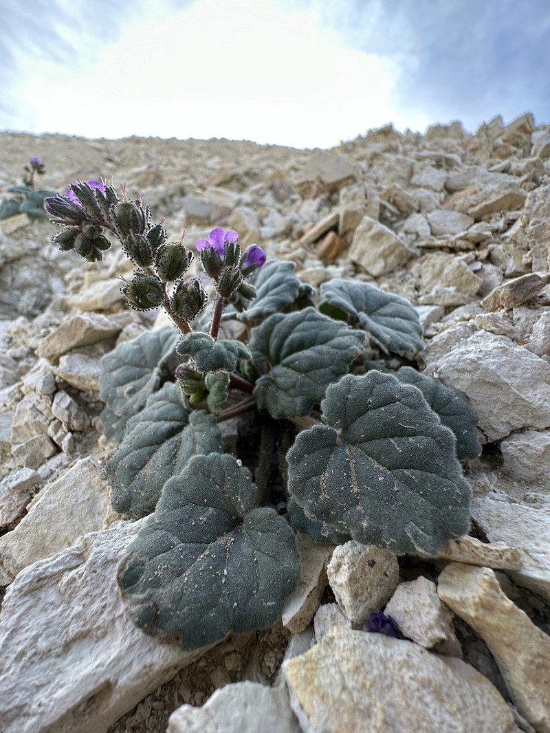 Blacktack Phacelia photo 6