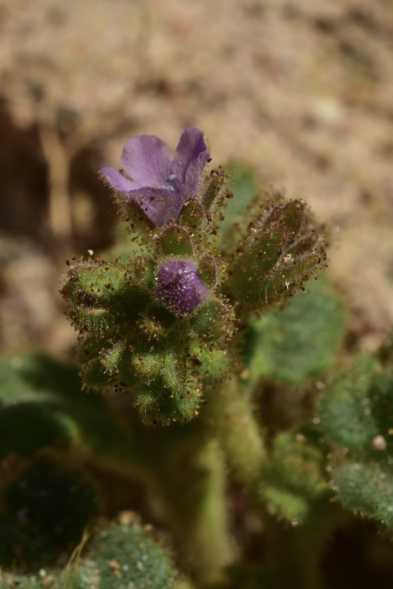 Blacktack Phacelia photo 7