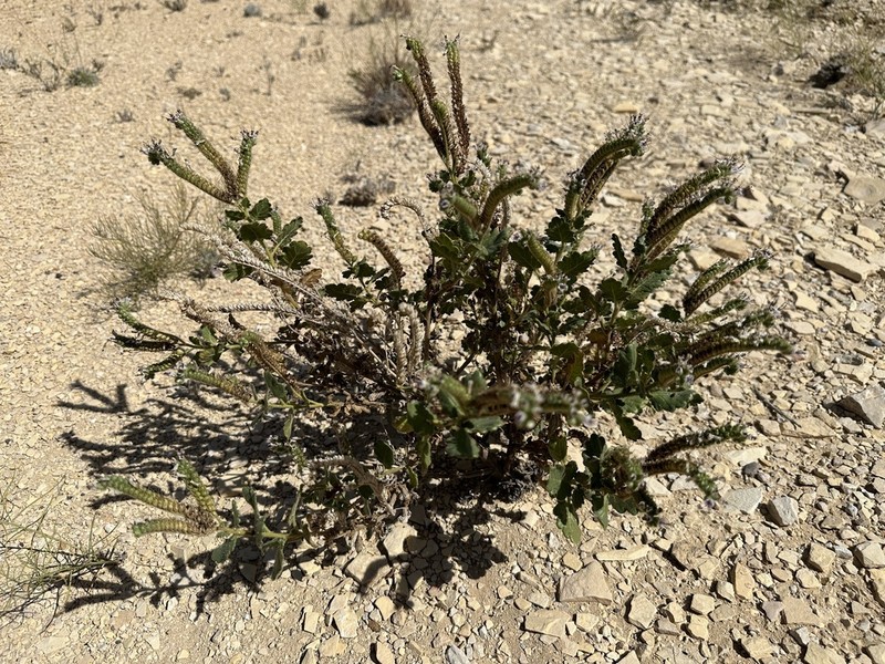 Pale Phacelia