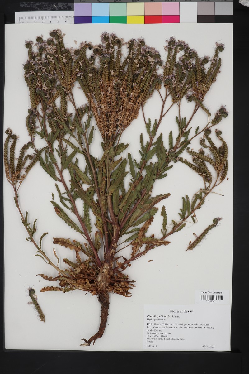 Pale Phacelia photo 3