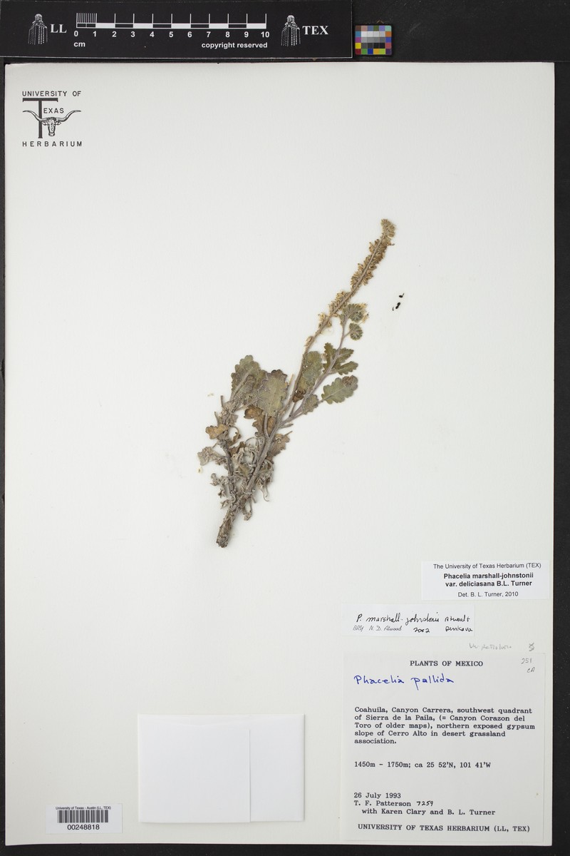 Pale Phacelia photo 2
