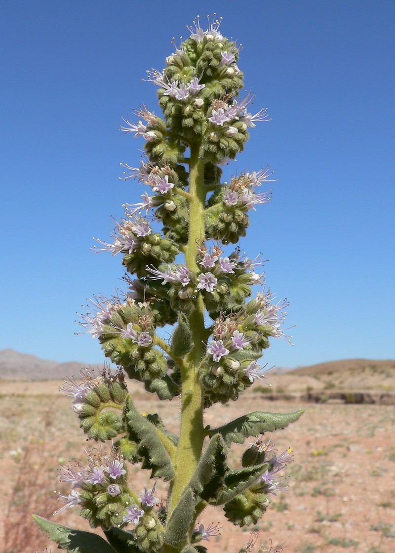 Palmer's Phacelia photo 3