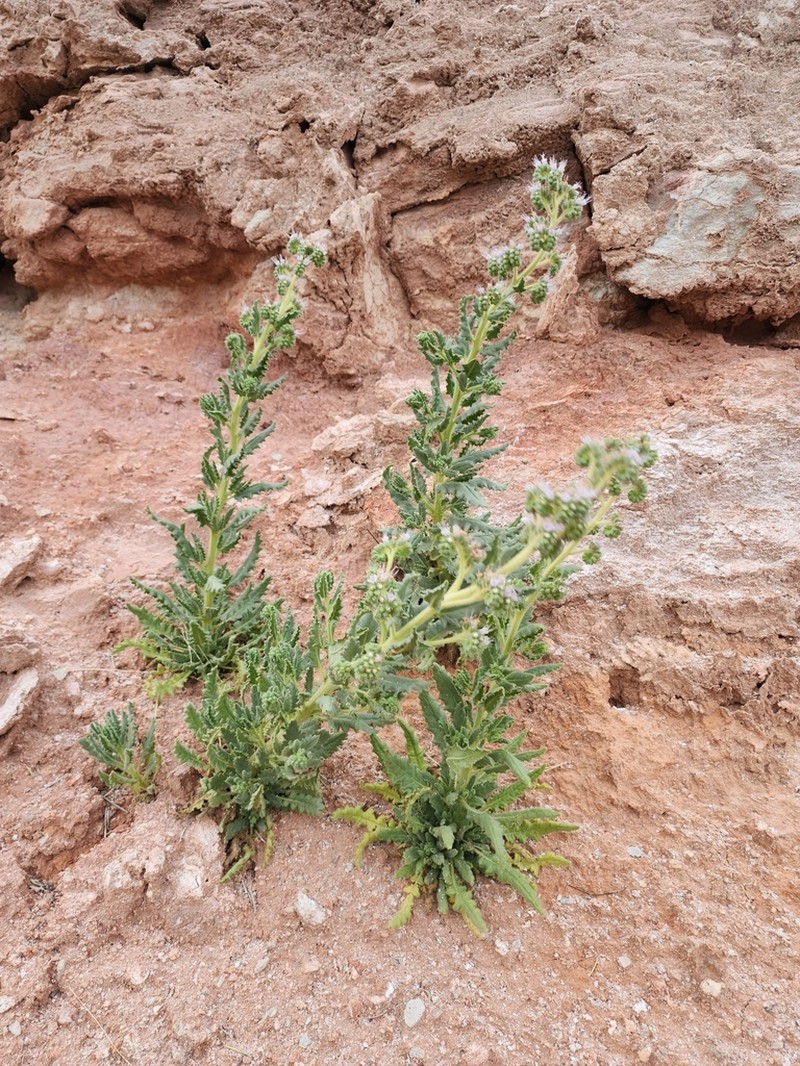 Palmer's Phacelia