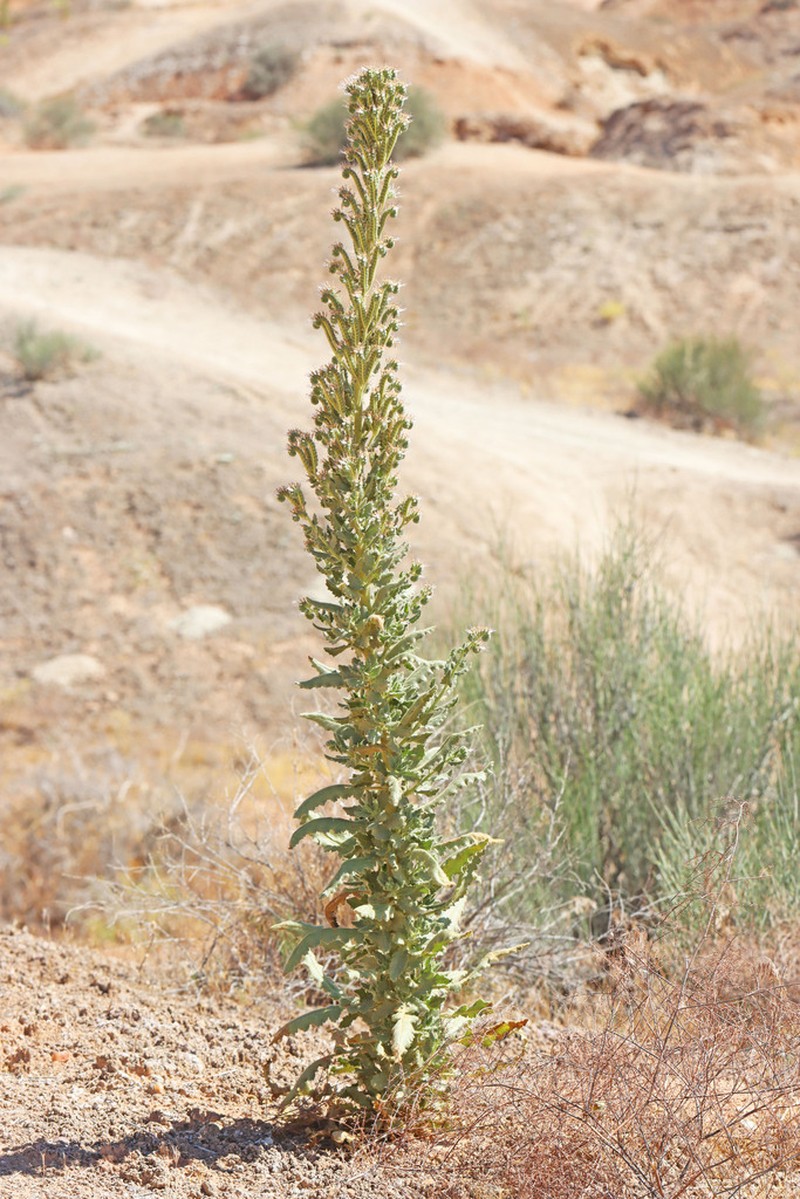 Palmer's Phacelia photo 3