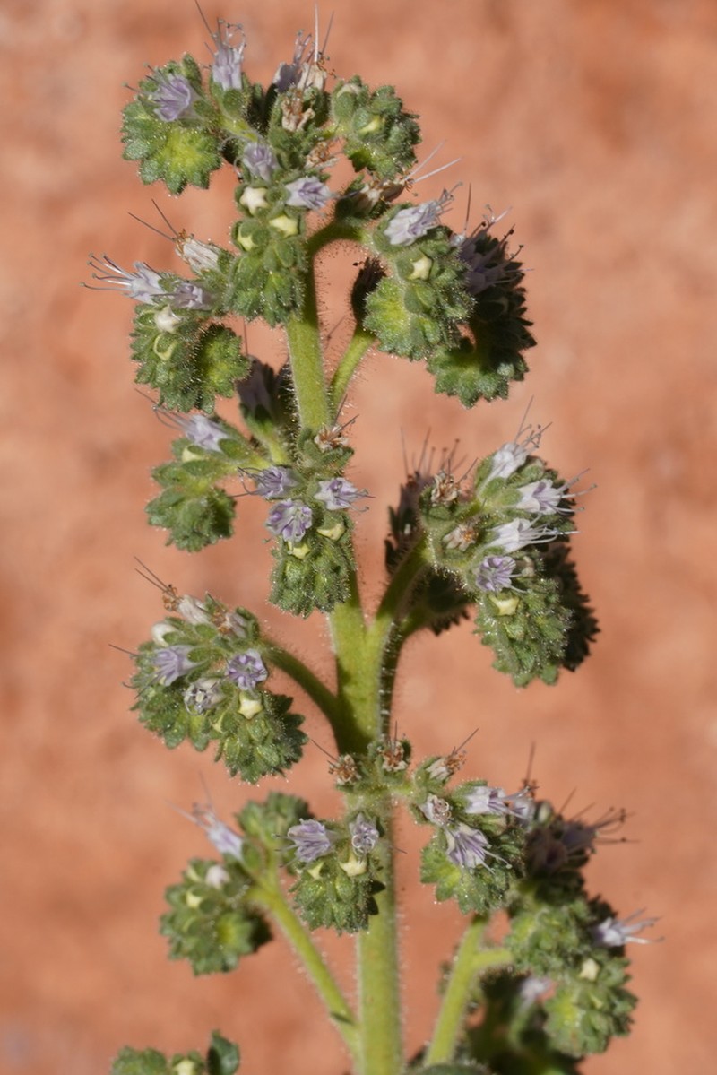 Palmer's Phacelia photo 5