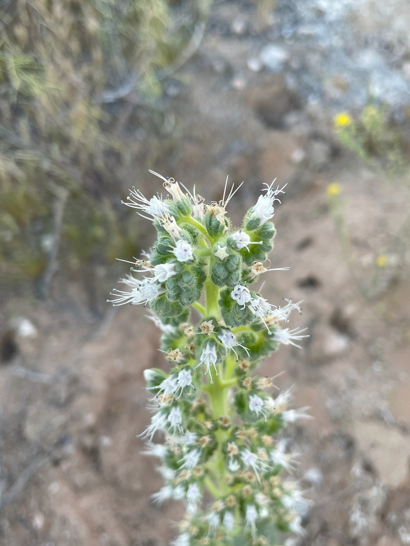 Palmer's Phacelia photo 6