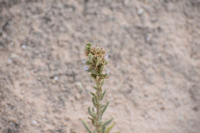 Palmer's Phacelia photo 7