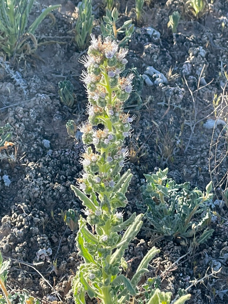 Palmer's Phacelia photo 8
