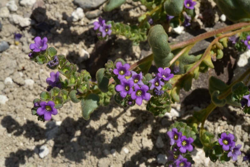 Parish's Phacelia