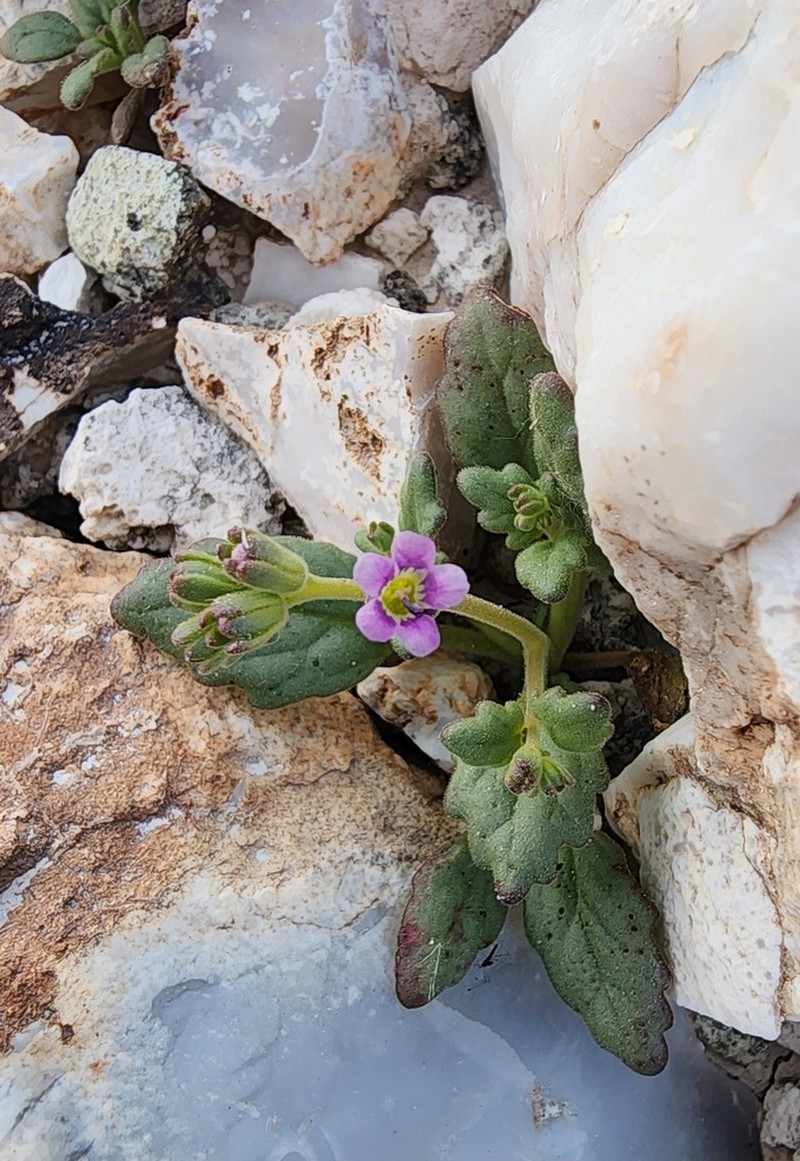 Parish's Phacelia photo 2