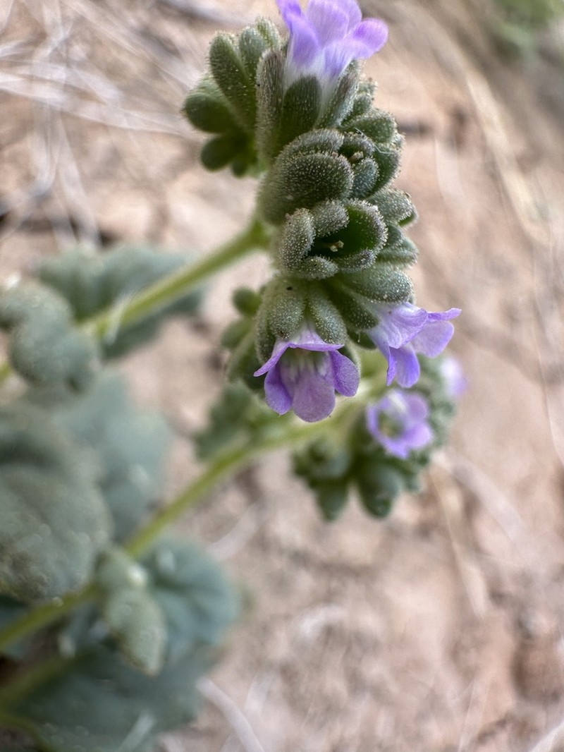 Parish's Phacelia photo 3