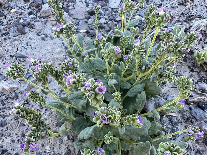Parish's Phacelia photo 4