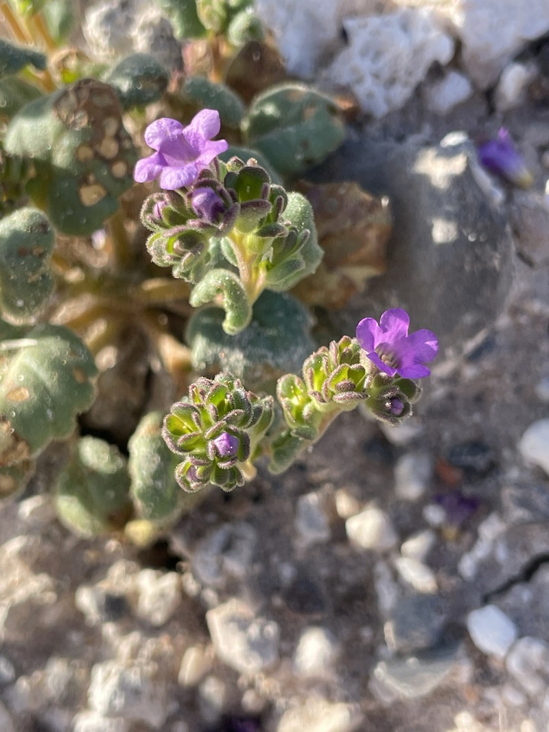 Parish's Phacelia photo 6