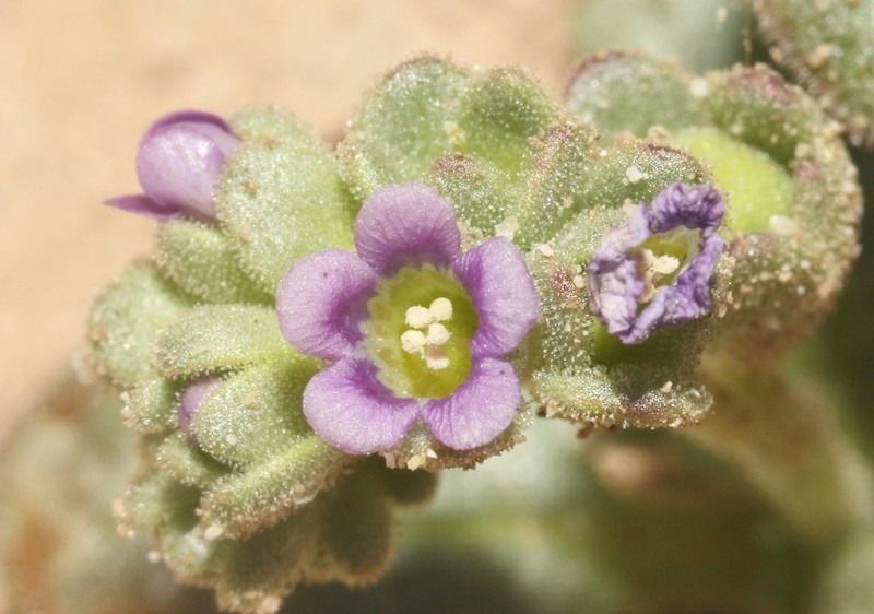 Parish's Phacelia photo 7
