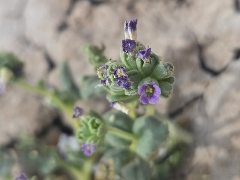 Parish's Phacelia photo 8