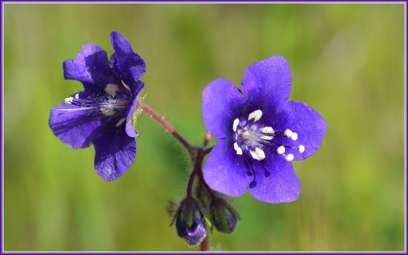 Parry's Phacelia photo 2