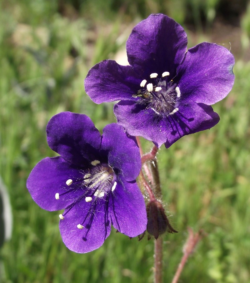 Parry's Phacelia