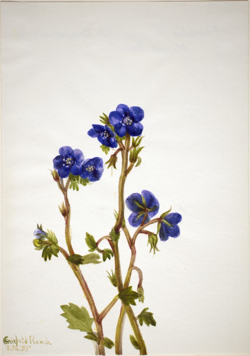 Parry's Phacelia photo 3