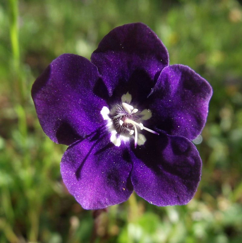 Parry's Phacelia photo 4