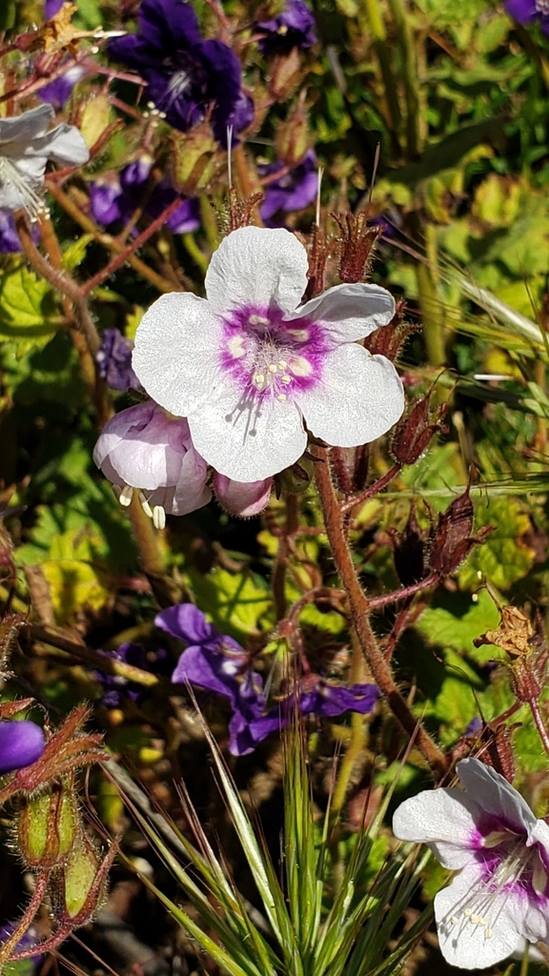 Parry's Phacelia photo 3