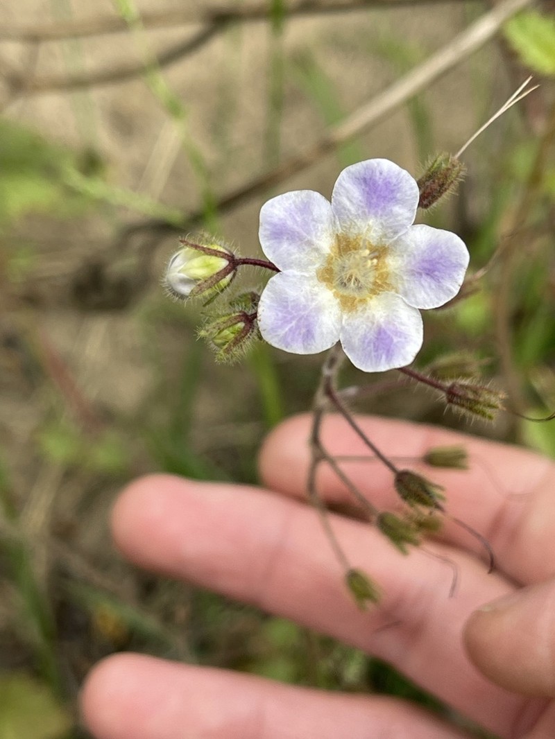 Parry's Phacelia photo 4