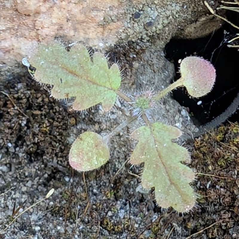 Parry's Phacelia photo 5