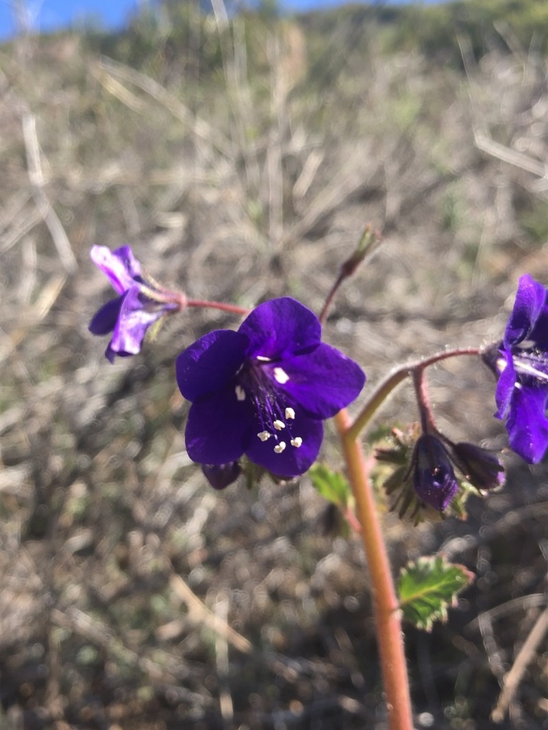 Parry's Phacelia photo 6