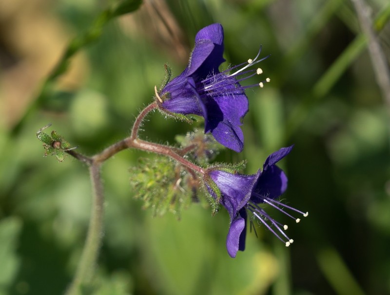 Parry's Phacelia photo 7