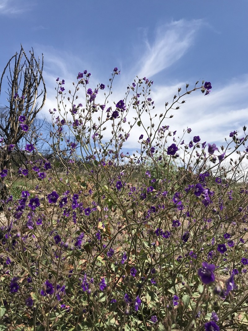 Parry's Phacelia photo 8