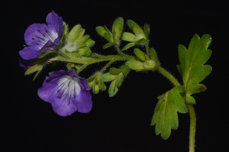 Sand Phacelia