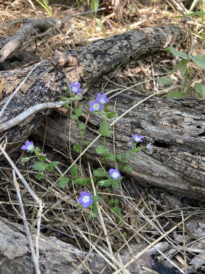 Sand Phacelia photo 2