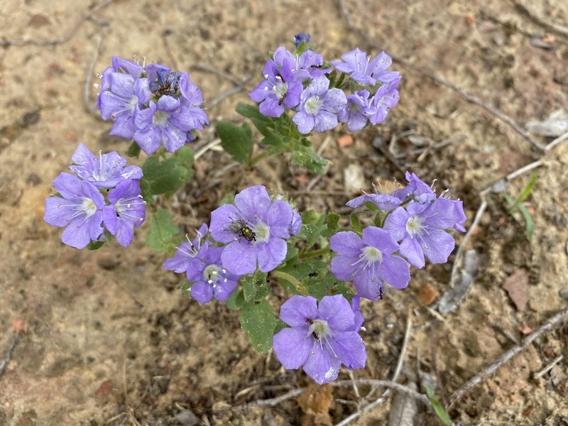 Sand Phacelia photo 3