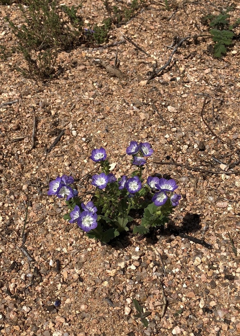 Sand Phacelia photo 4
