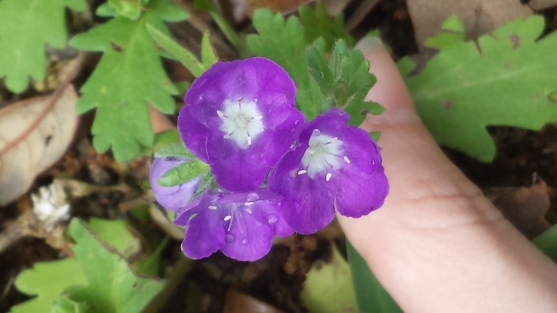 Sand Phacelia photo 5