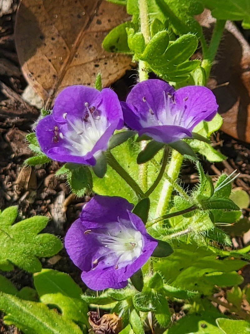 Sand Phacelia photo 6