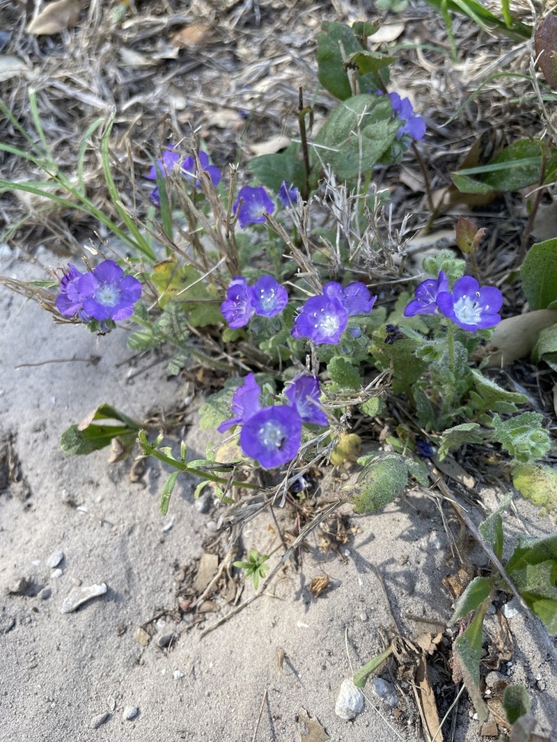 Sand Phacelia photo 7