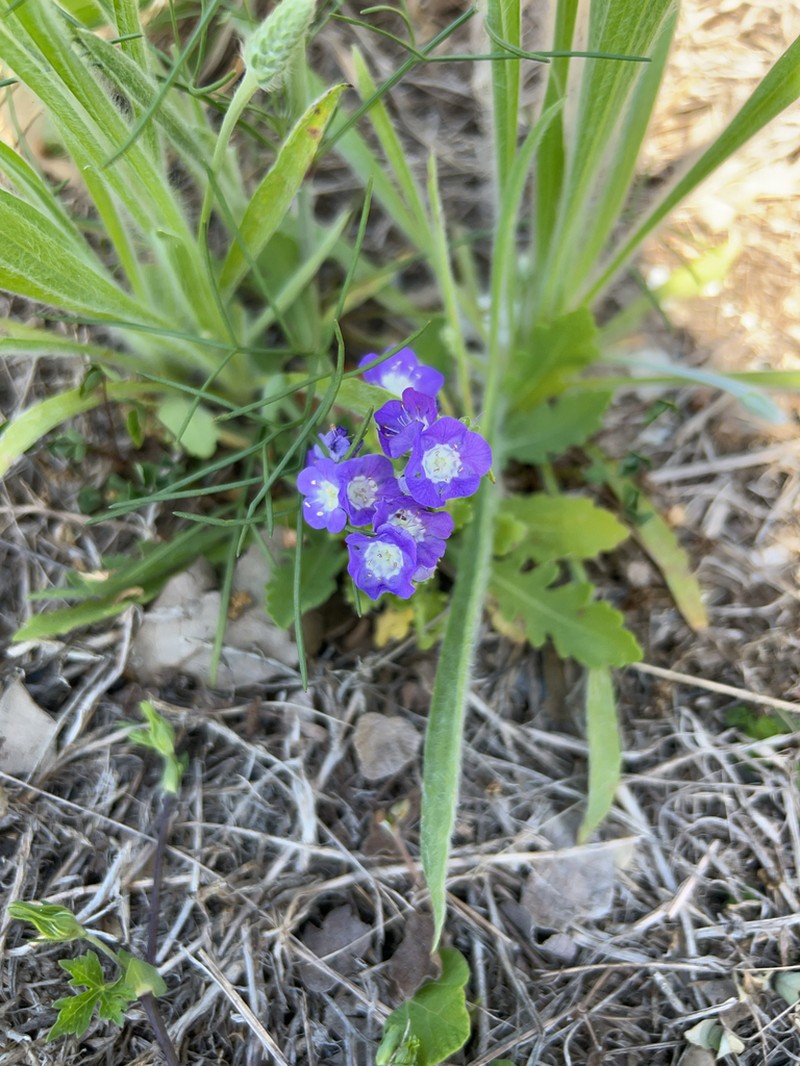 Sand Phacelia photo 8