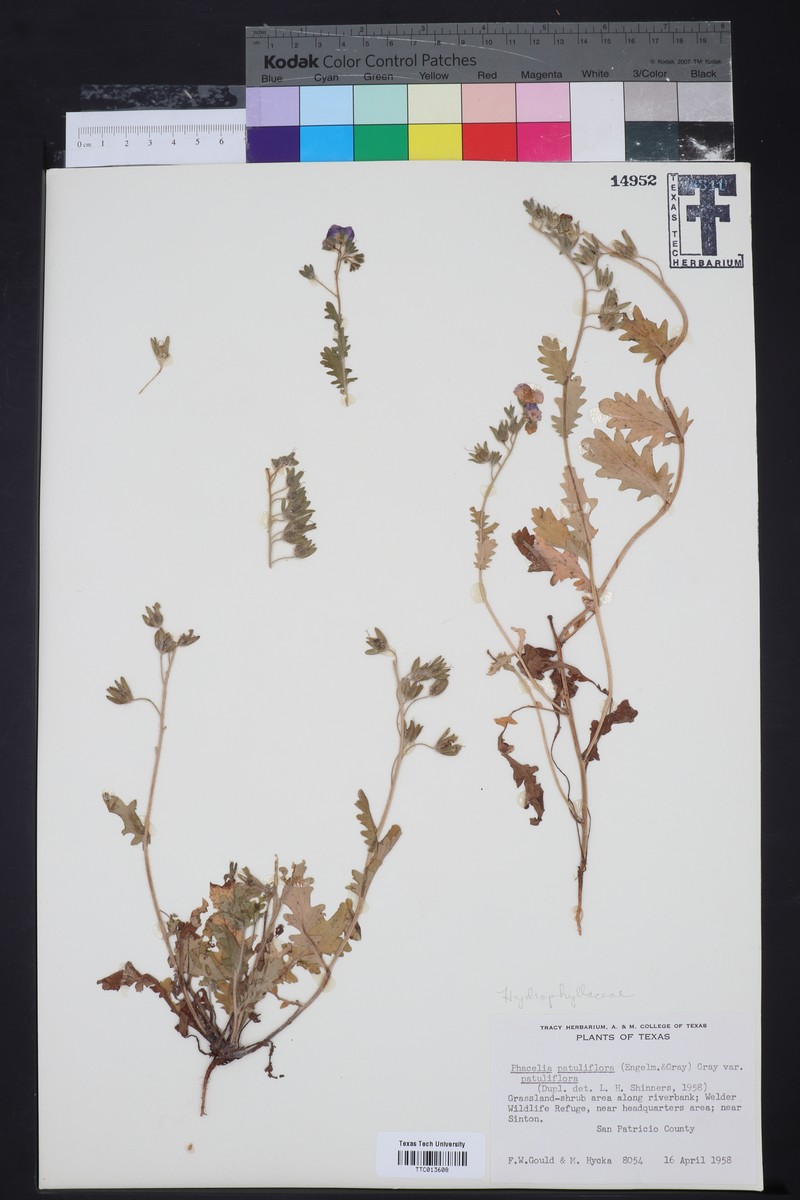 Phacelia patuliflora var. patuliflora photo 2