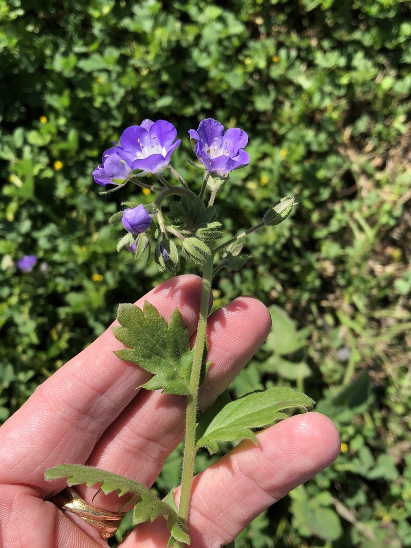 Phacelia patuliflora var. patuliflora